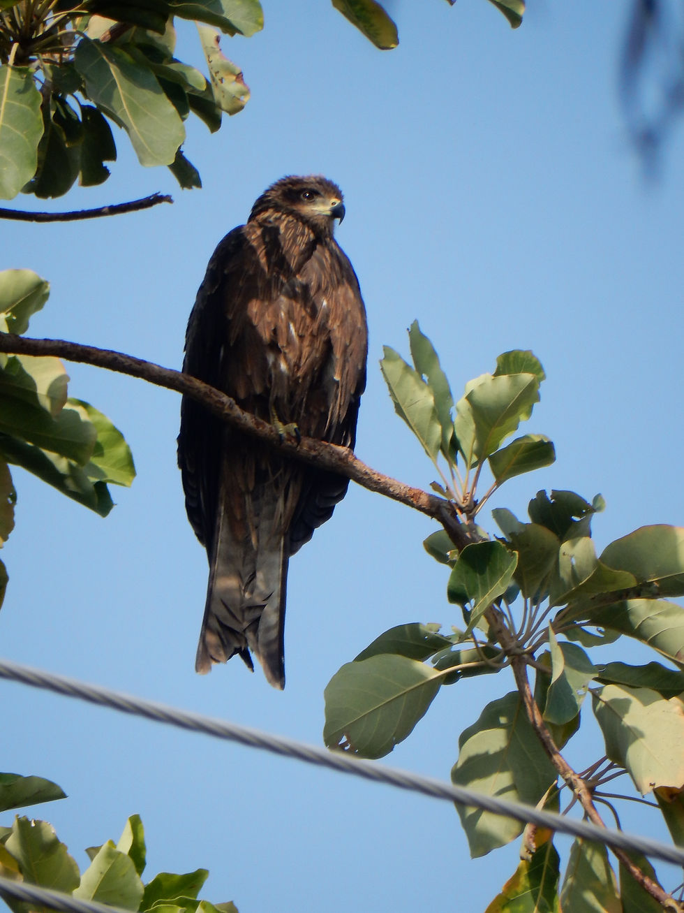 Portrait photo of a dark brown bird of prey perched on a branch