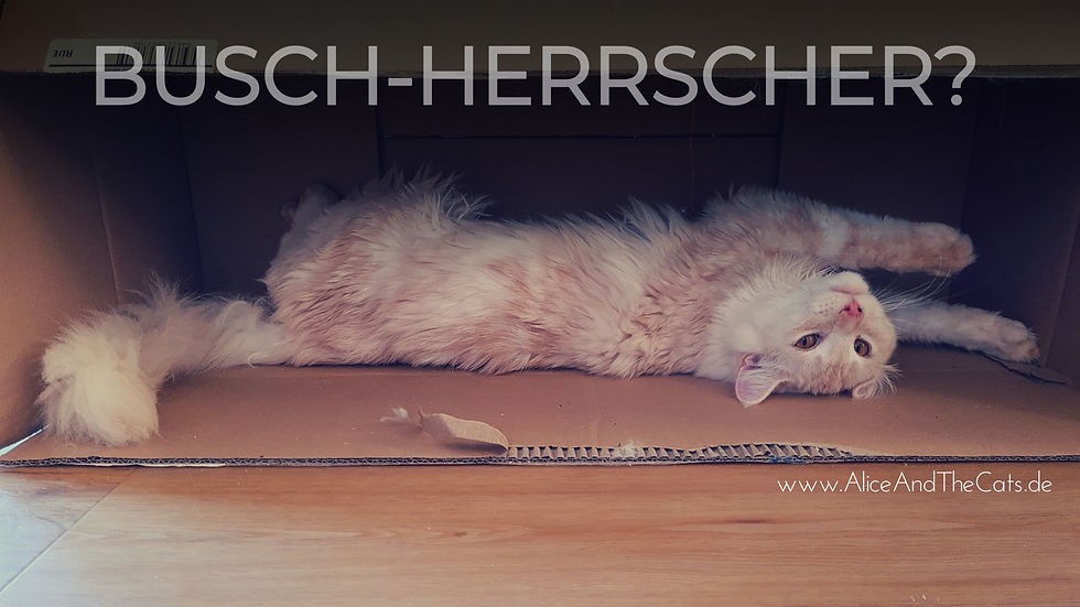 Vox der Busch-Herrscher Kater