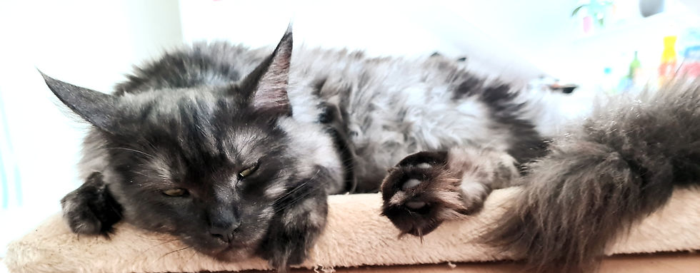 Alice and the cat