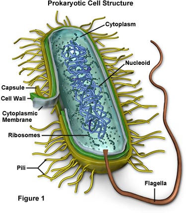 The Metabolic Flexibility of Bacteria in Differing Levels of PH