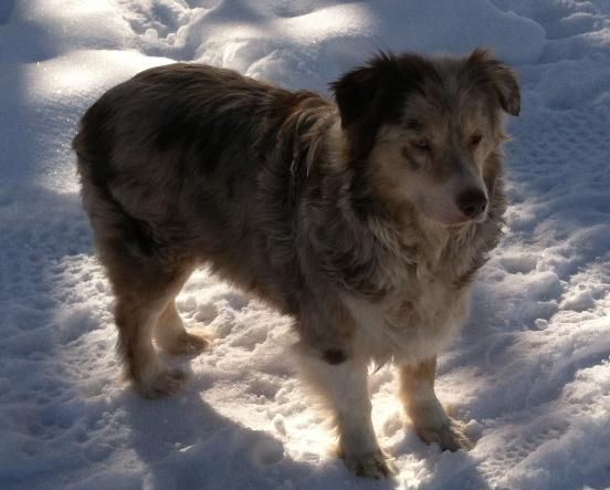 Rosie-552x443.jpg