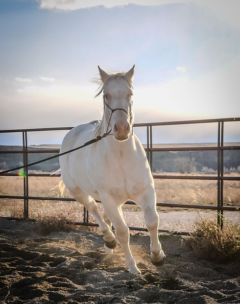 Willie New Headshot (1).jpg