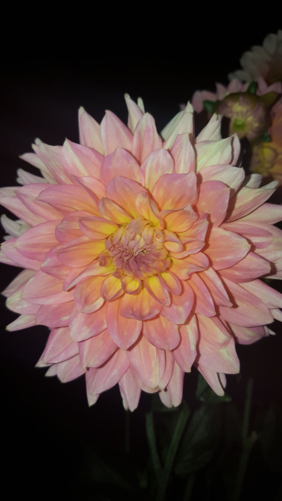 Dahlia