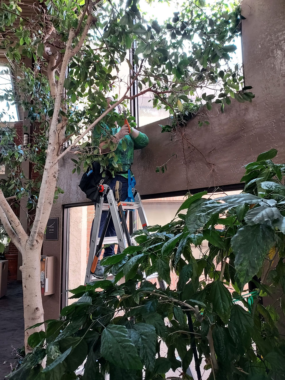 plant-lady-colorado-springs
