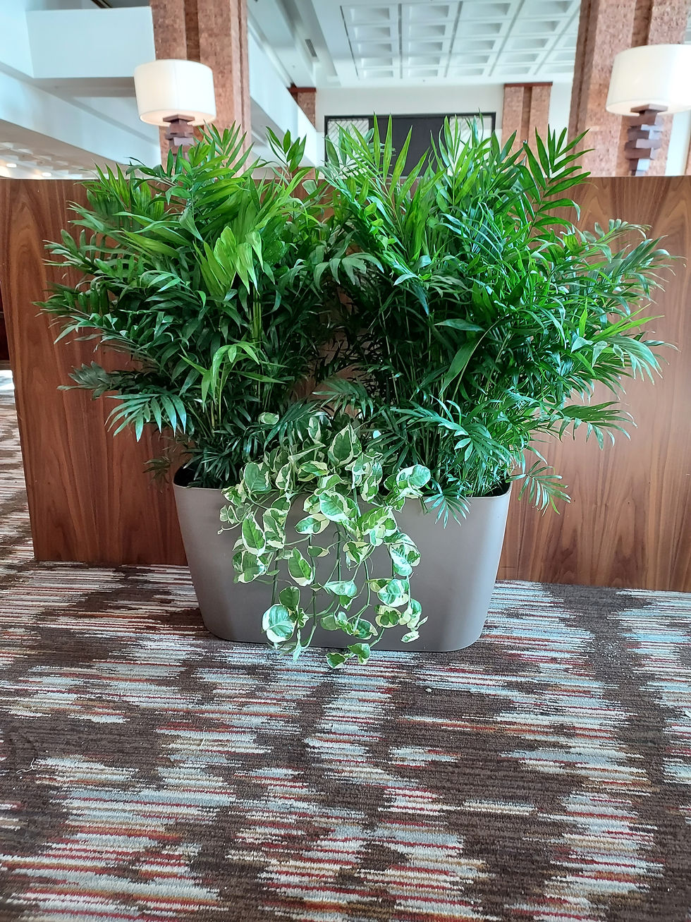 corporate-plant-care-in-colorado-springs
