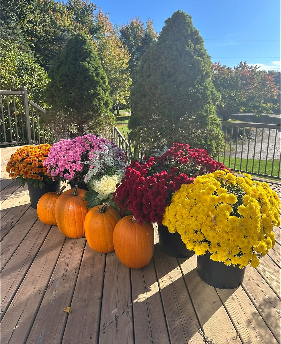 Fall Mums!
