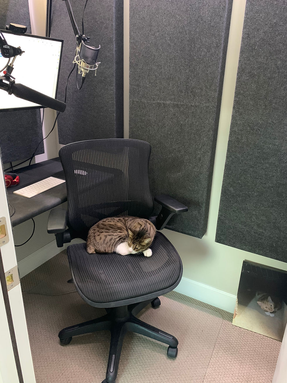 A cat sleeps on a black office chair in a soundproof room with acoustic panels, a microphone, and computer screen nearby. Cozy atmosphere.