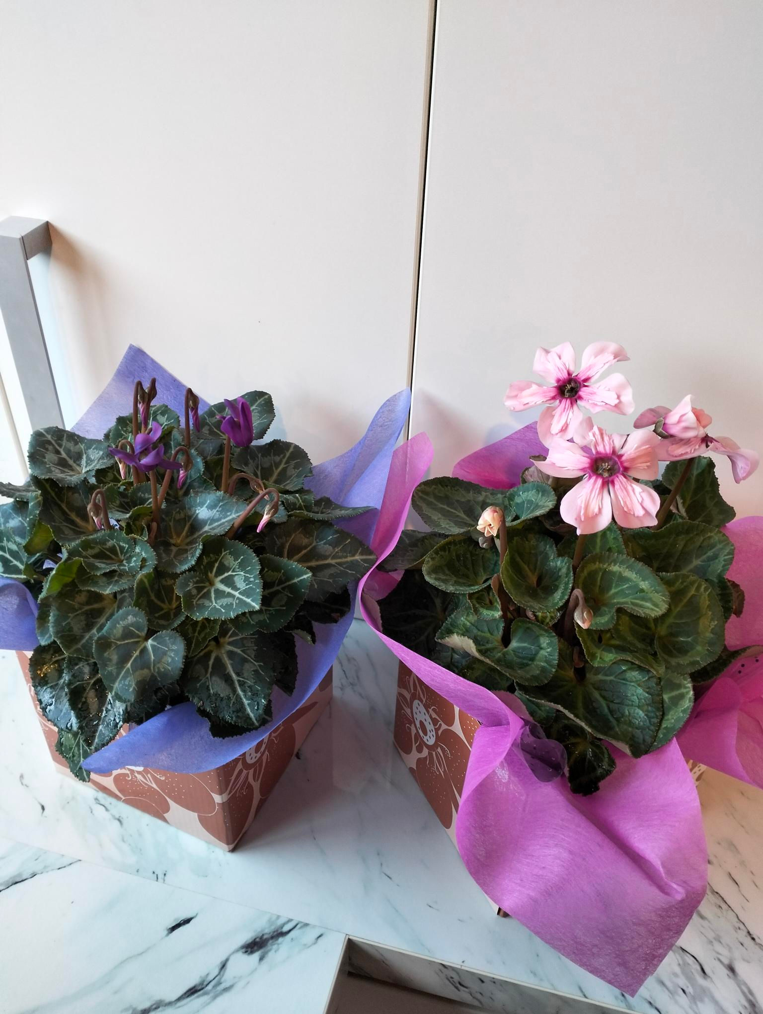 Cyclamen  plant in gift box