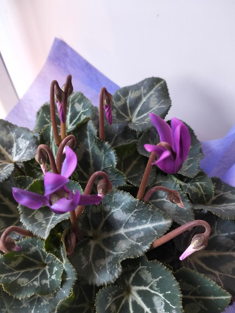 Thumbnail: Cyclamen  plant in gift box