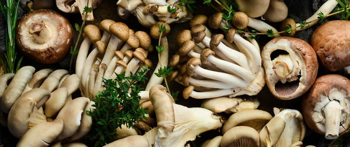 The Marvelous Mushroom