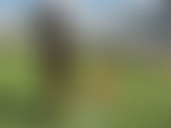 Bandeira e cabeça erguidas: Edilaine Dantas nos campos de futebol