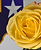 yellow-rose-of-texas-dennis-nelson.jpg