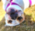 Dog upsidedown in grass