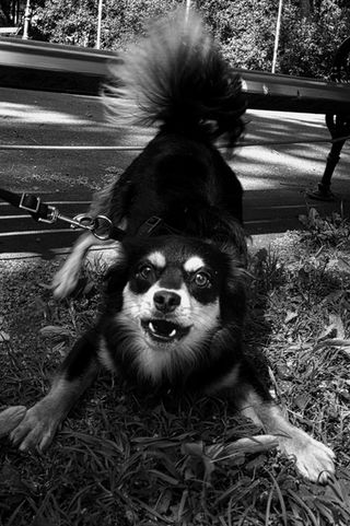 Hund Aggressiv.jpeg