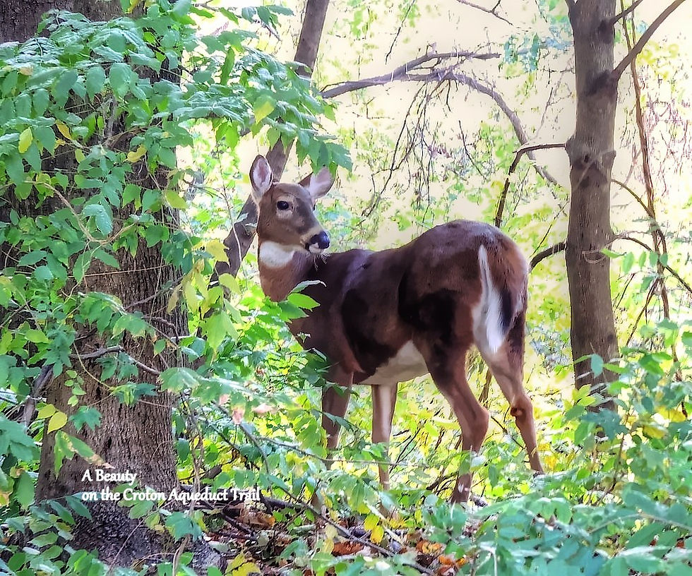 Old Croton Aqueduct Trail