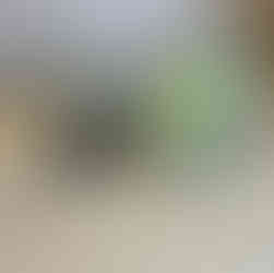 Sprossen selber ziehen