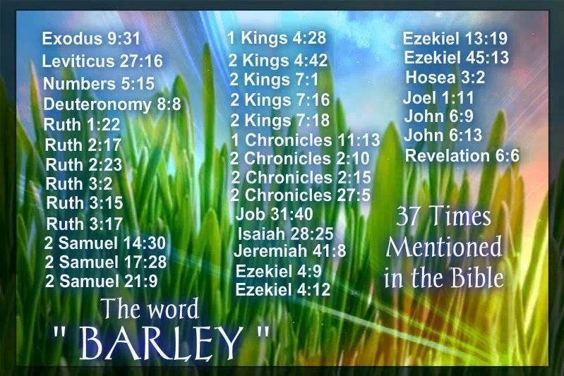 Barley 37 Times Mentioned In The Bible