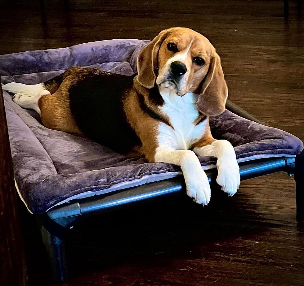 Gallery Rancho Robles Kennel