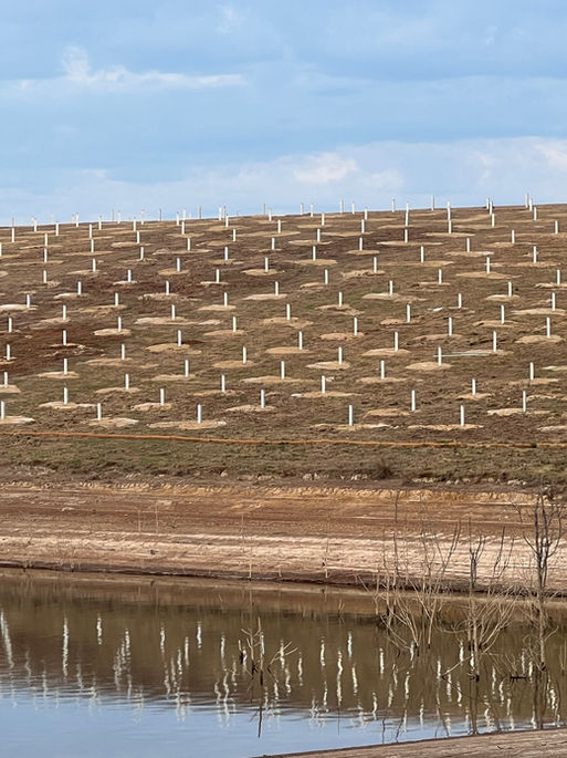 Rows of piles on a solar farm