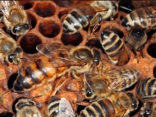The Secret Life of A Queen Bee!