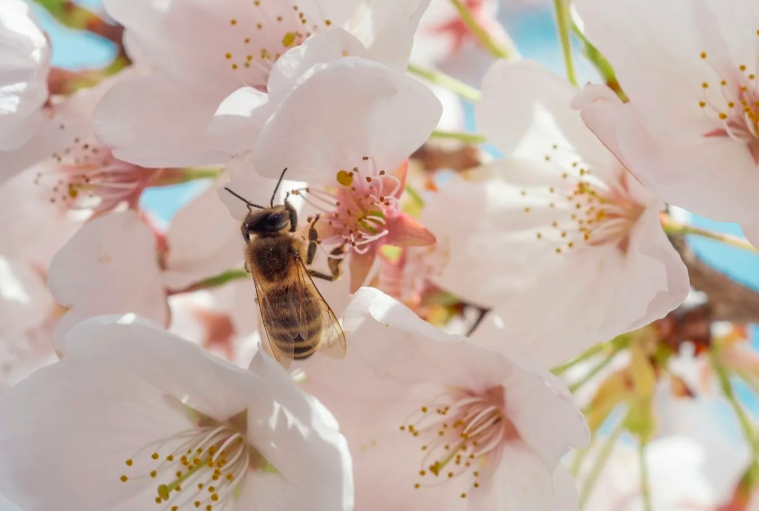 Bee on a pink cherry blossom flower