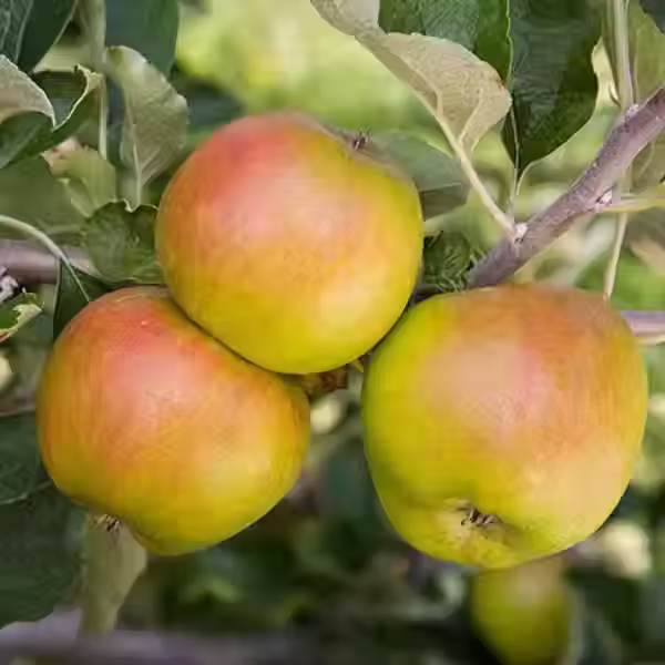 Ribston Pippin apples used in our Heritage Variety Apple Juice
