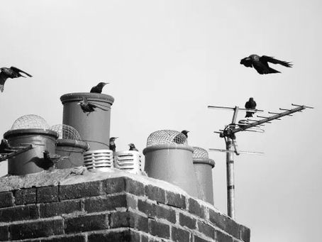 Birds Nest Removal Bristol UK – Why Your Chimney Needs Regular Care