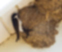 House martin on nest - John Purvis 2.jpg