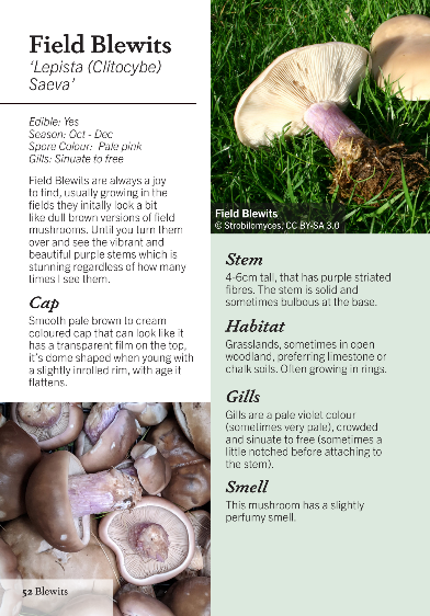 Thumbnail: Foraging Mushrooms