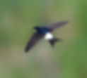 Salsbury swifts House Martin.jpg