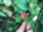 Foraging Walk July 18th