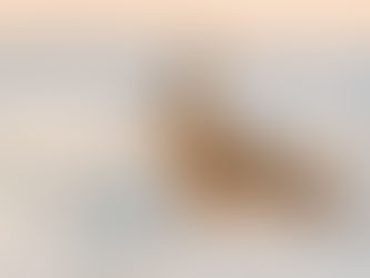 Jachthond werkt rustig onder begeleiding van zijn geleider in open veld, zonder het omliggende wild te verstoren.