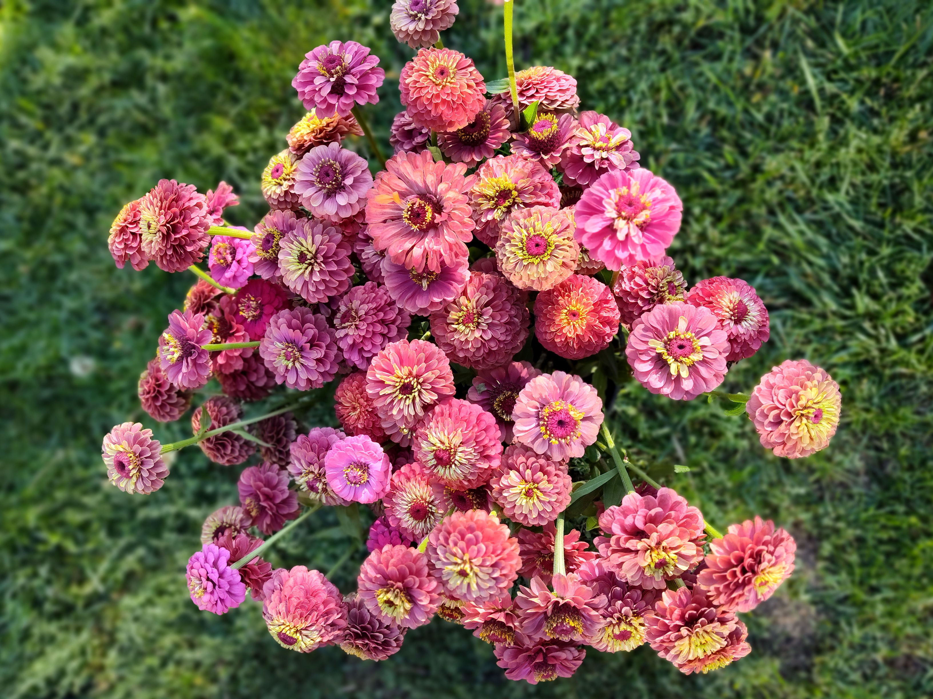 Pink and yellow zinnias for DIY flower buckets.