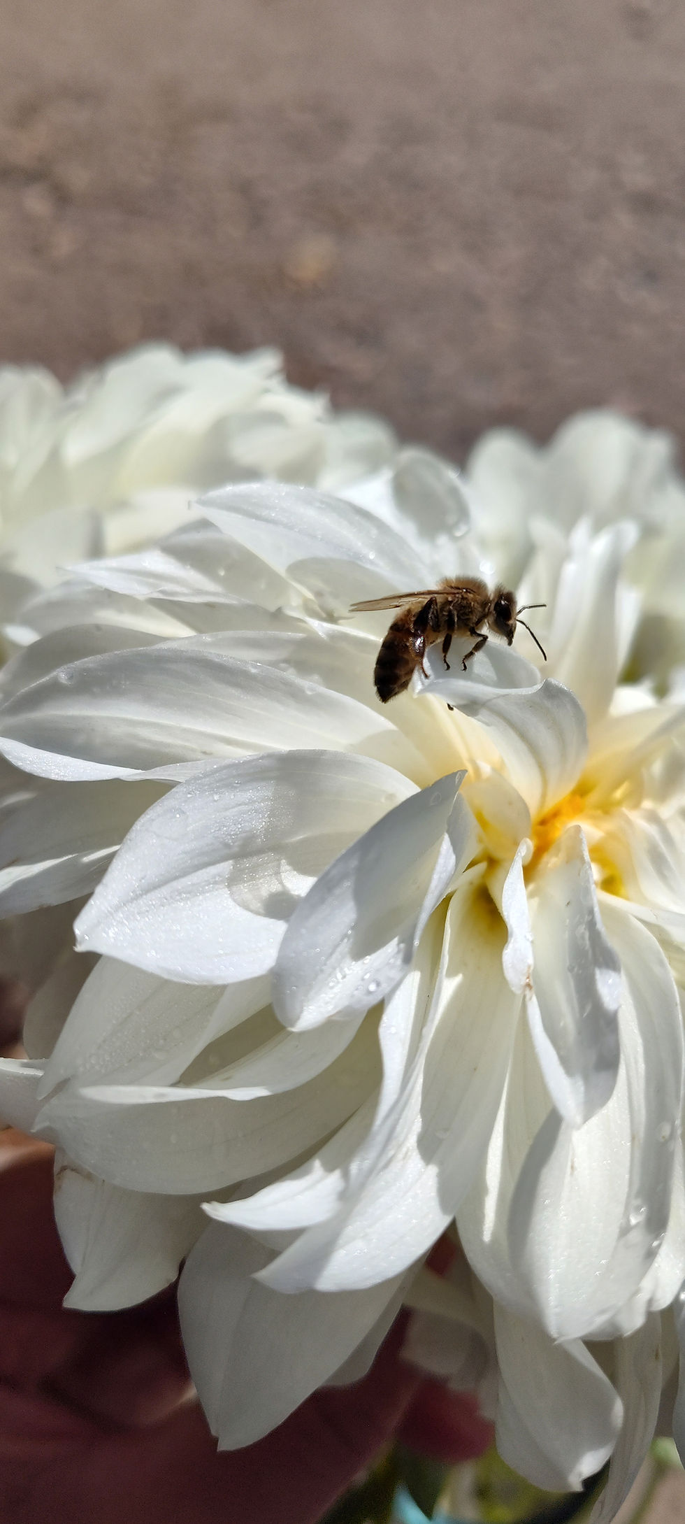 White dahlia flower with a bee on it.
