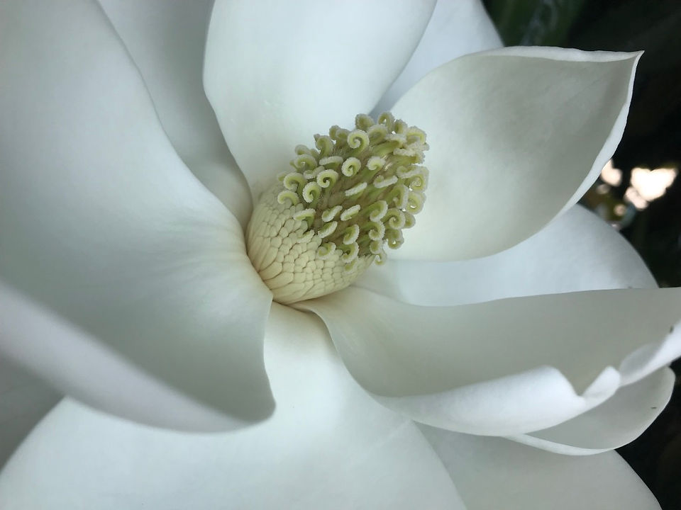 magnolia