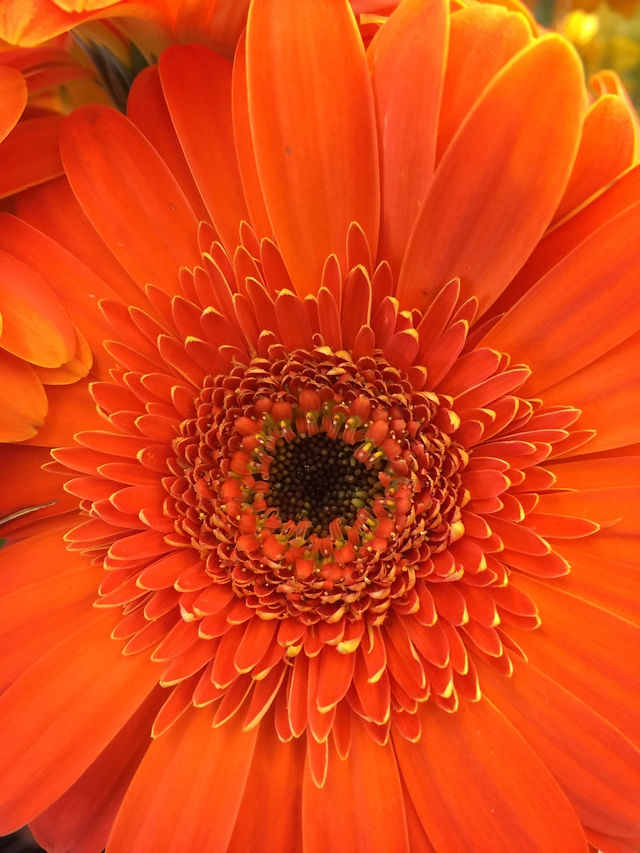 mum