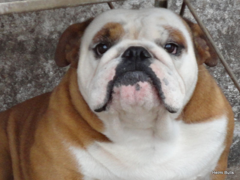 dogpicture1347402779933.jpg