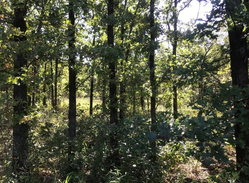 Thumbnail: Hughes County Oklahoma 10 Acre - Great Hunting Property