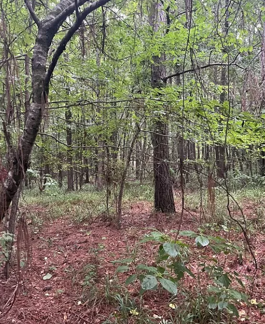 Thumbnail: 13.3 Acres in Nevada County, Arkansas
