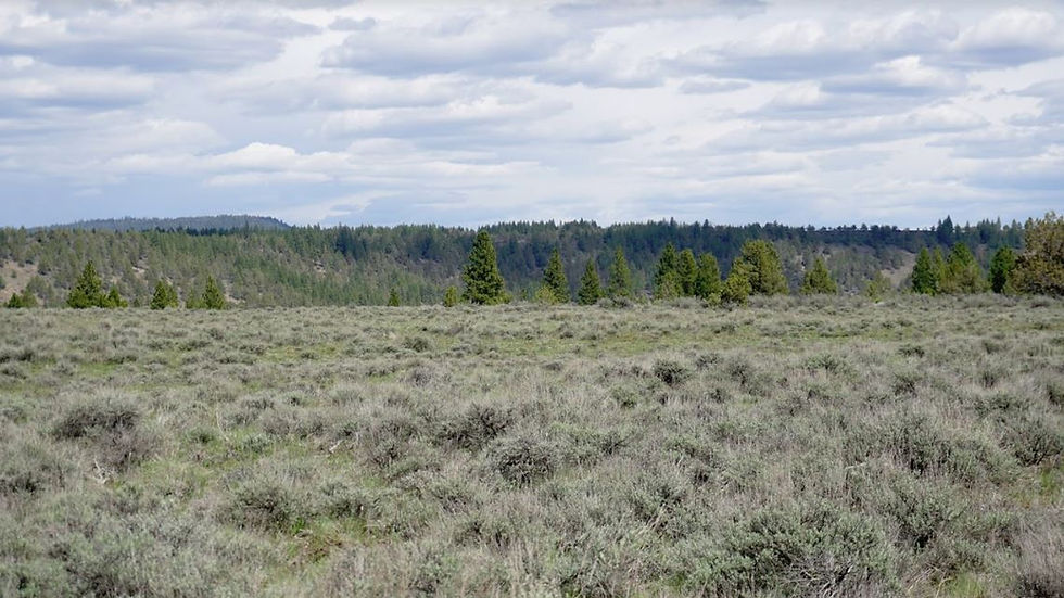 Thumbnail: Serene 20 Acres in South Oregon