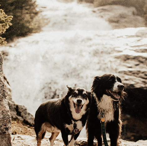 Sweet Paws-Amy & C.jpeg