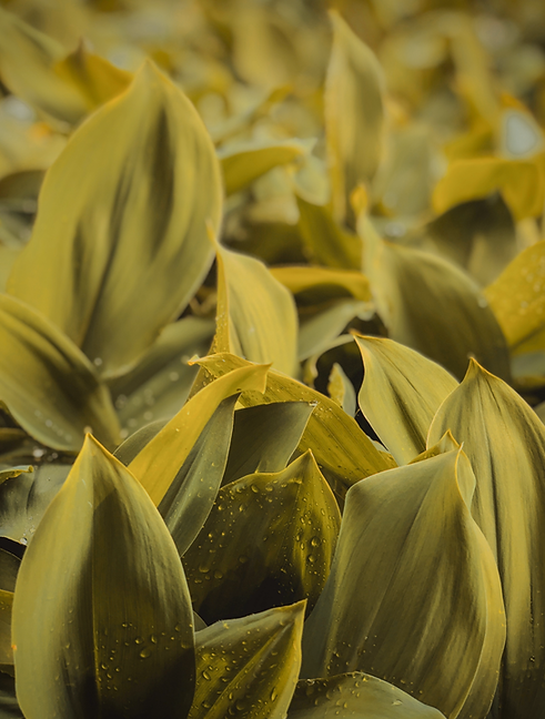 payton_siteimagery_retouch_2.png