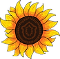 vecteezy_sunflower-illustration-hand-drawing-summer-vibe-high-detailed_8791218_edited.png