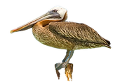 Pelican1_edited.png