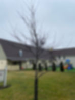 Redbud #2