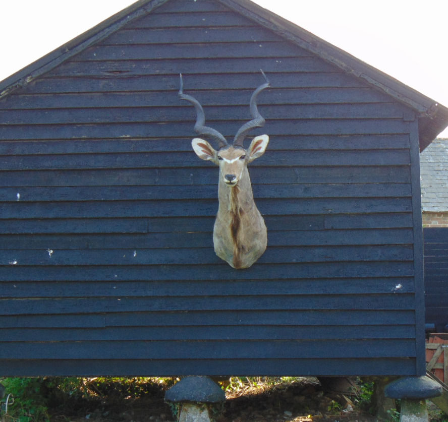 Thumbnail: Greater Kudu