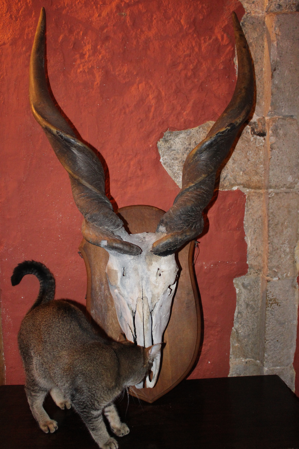 Eland skull and horns