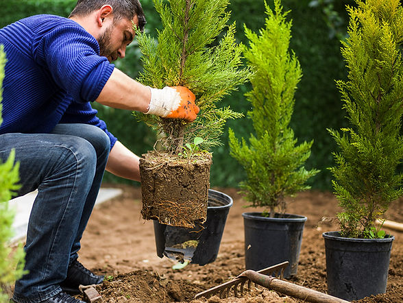 Beplanting van bomen