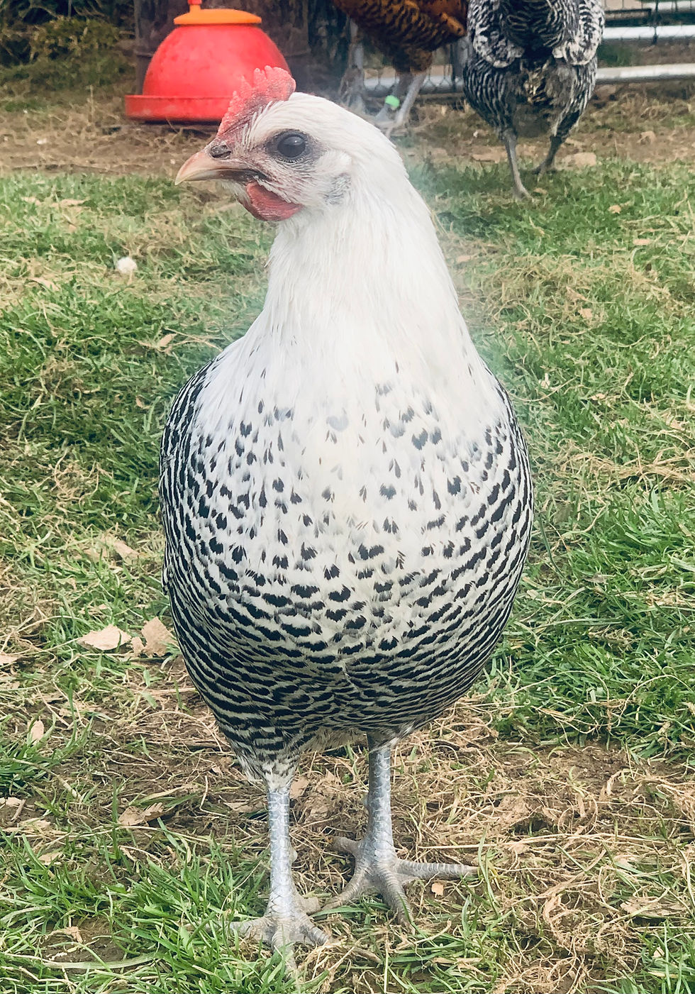 Thumbnail: Rare breed Campine (Golden & Silver) hatching eggs