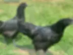 Thumbnail: Rare breed Ayam Cemani hatching eggs